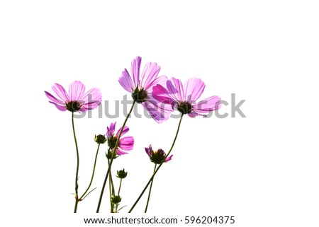 Cosmos flowers on a white background.