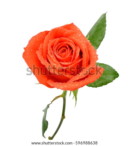 beautiful rose flower with dew, isolated on white background