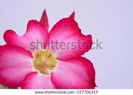 Impala lily, adenium obesum or namally name is desert rose, shooting in macro style