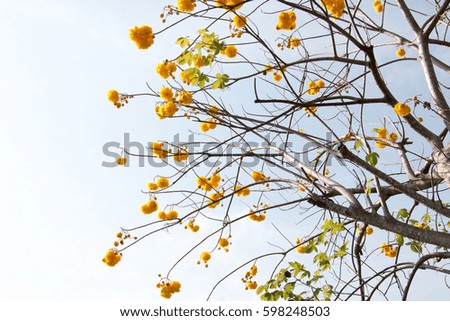 group of treetop and green leaf and branch with sky from park