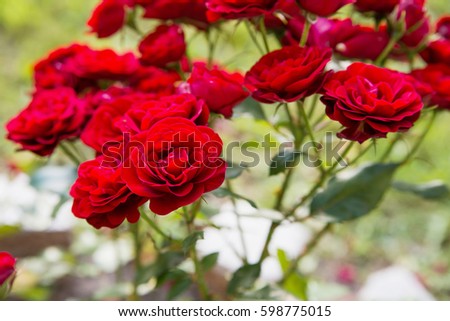 Beautiful and elegant roses from the sunny rose garden