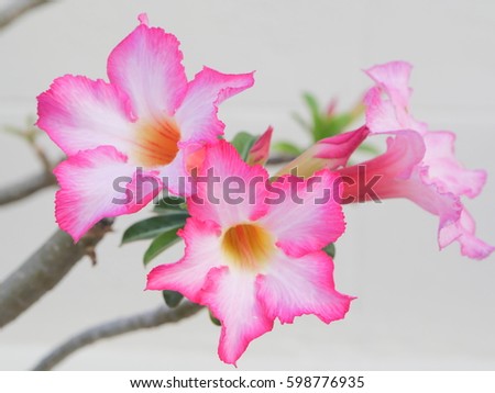 Desert Rose, Impala Lily, Mock Azalea, beautiful bunch of pink flowers