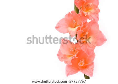 Beautiful Gladiolus on white background