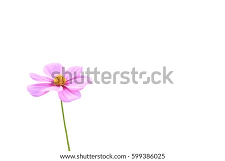isolated pink cosmos flower on white background