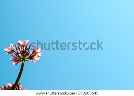 Light blue background flower