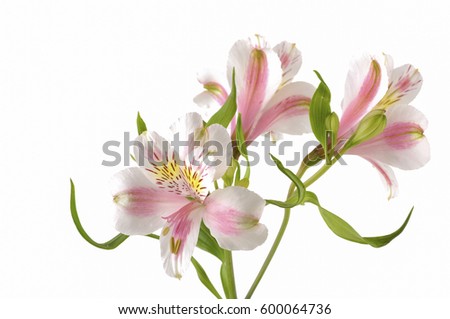 Set of orchid flower 