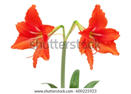 Amaryllis. red flower with clipping path isolated on white background.
