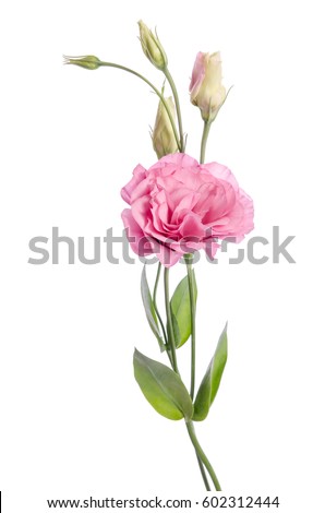   beauty pink eustoma flower isolated on white background