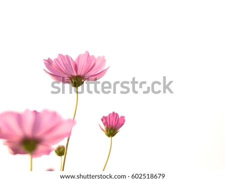pink cosmos on white background