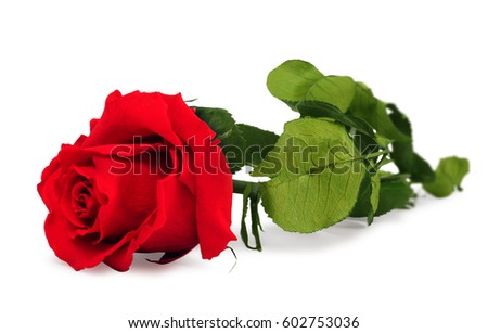 Lying red rose