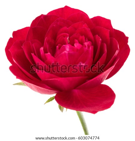 one red rose flower head isolated on white background cutout.