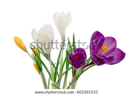 Crocus flowers isolated on white background 