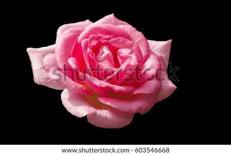 Pink rose isolate on black background.