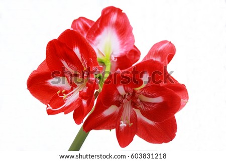 Red-white blooming Amaryllis flower (Hippeastrum flower) on a white background