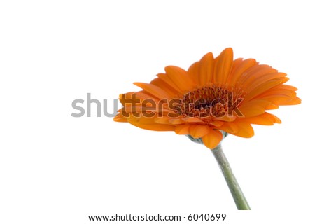 Orange gerber isolated over white background