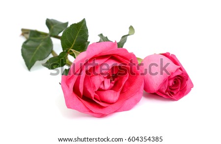 beautiful red rose flowers isolated on white background