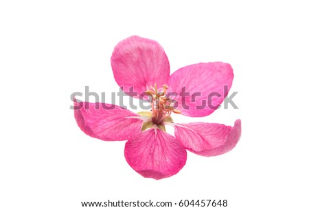 Pink apple flower isolated on white background