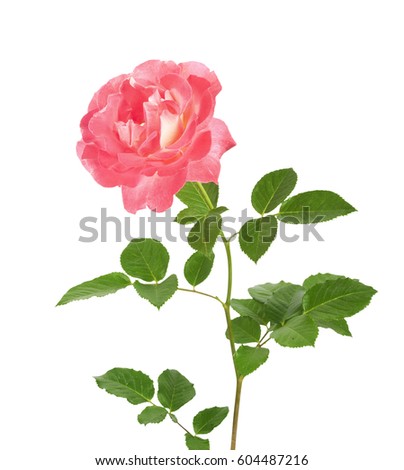 Beautiful pink roses for design isolated on white background