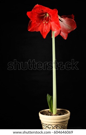 Flower Hippeastrum. Red flower, macro. Black batsground. Cultivated wild species. Flower in a pot