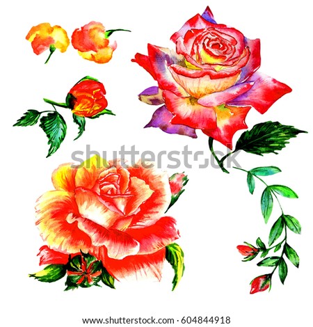 Rosebush. Pattern from pink rose. Wedding drawings. Watercolor painting. Greeting cards. Rose background, watercolor composition. Flower backdrop.