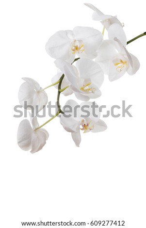 Isolated white orchids on a white background.