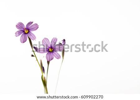 little purple flowers with infinite white background
