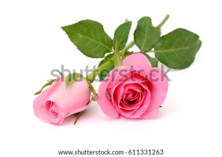 beautiful pink rose flowers isolated on white background 