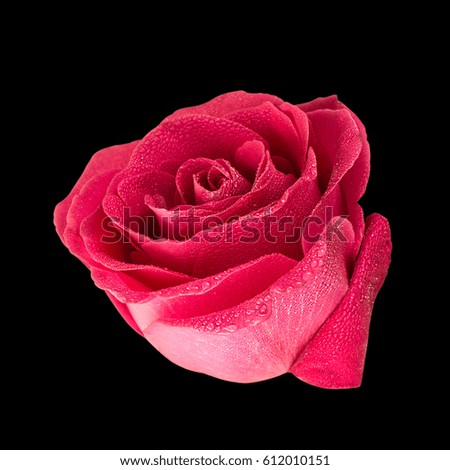 Red rose flower with dew in black background