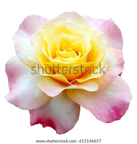 yellow pink rose isolated