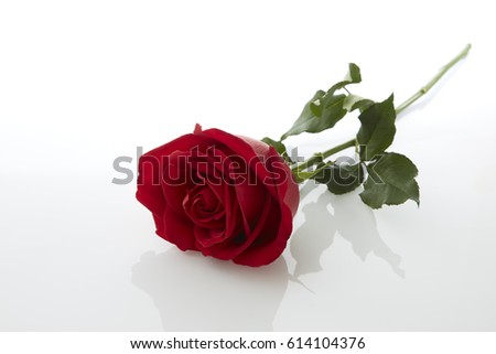 red rose laying on a white background with a soft shadow.