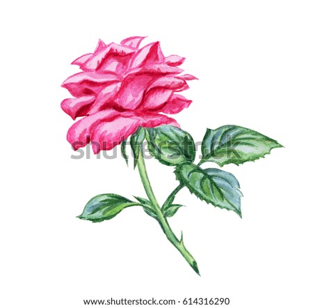 Bright pink rose, watercolor drawing on a white background.
