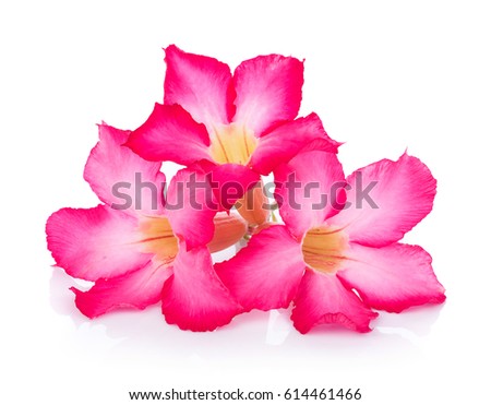Pink Desert Rose Flower on white background