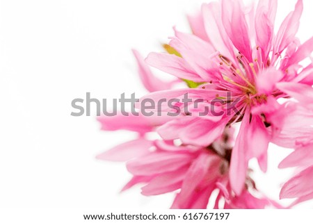 Pink flowers bloom in spring