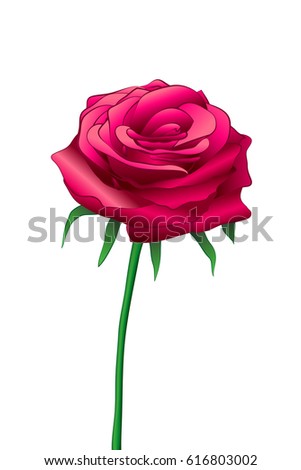 Vector isolated illustration of a beautiful red rose, single flower. Decorative design element. Symbol of love and romance. 