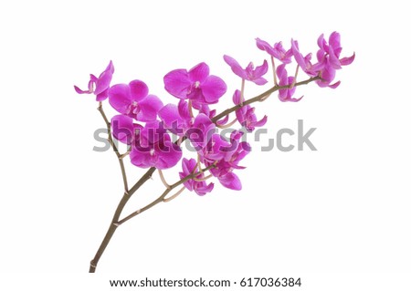 pink orchid phalaenopsis isolated on a white background

