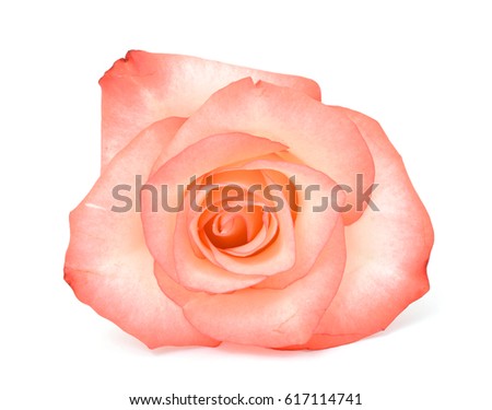 beautiful rose flower isolated on white background 
