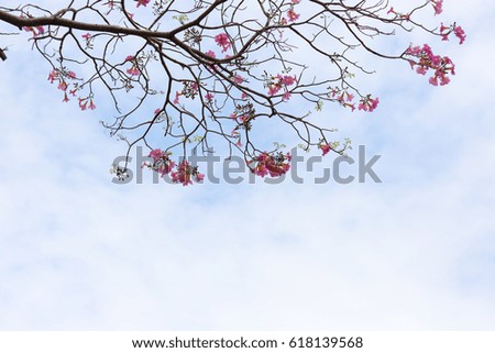 Tabebuia rosea pink flower tree and blue sky background