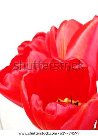 Red tulips on white background 