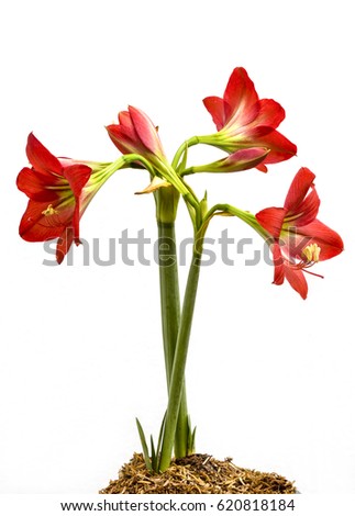Hippeastrum johnsonii Bury red flower
