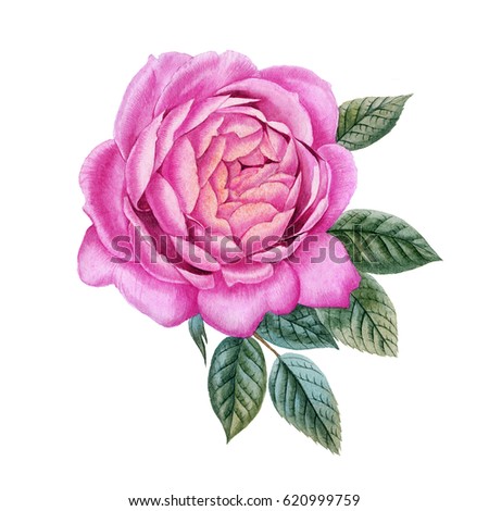Watercolor hand painted roses. Can be used as romantic background for web pages, wedding invitations, greeting cards, postcards, textile design, package design, wallpapers, prints, patterns and so on.
