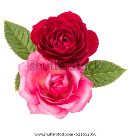 two red and pink rose flowers  isolated with leaves on white background cutout