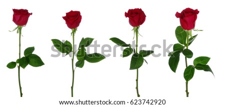 Red rose isolated on white background
