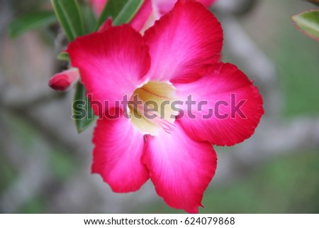 Beautiful flowers. Brightly colored flowers.