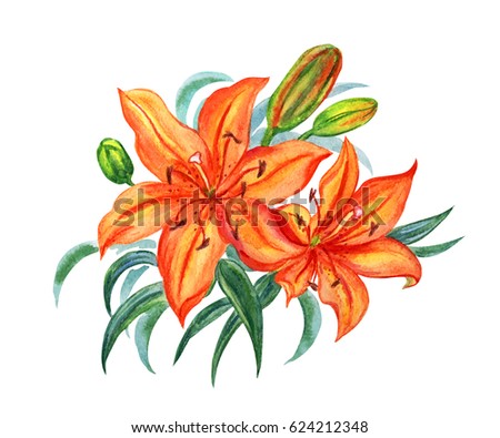 Orange lilies with leaves and buds, watercolor painting on white background, watercolor illustration on white background, floral print for posters, postcards, household items.