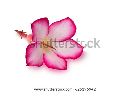 Azalea flowers isolated on white background, empty space for design.