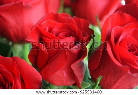 Bouquet  of Long Stem Roses