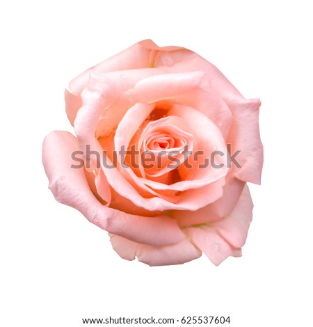 pink roses isolated on white background