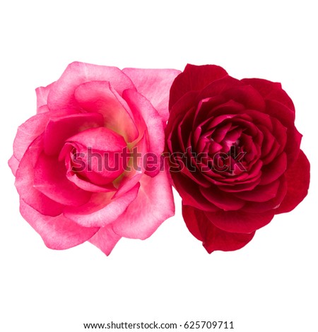 two red and pink rose flowers isolated on white background cutout