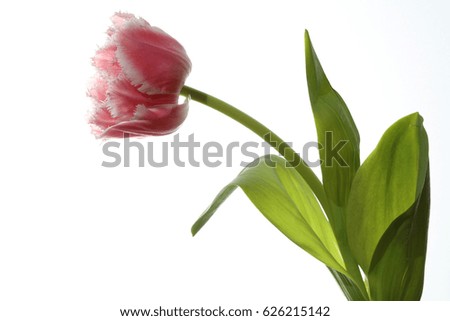 Spring Tulip against white Background
