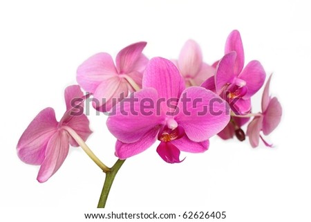 Phalaenopsis Orchidaceae isolated on white background